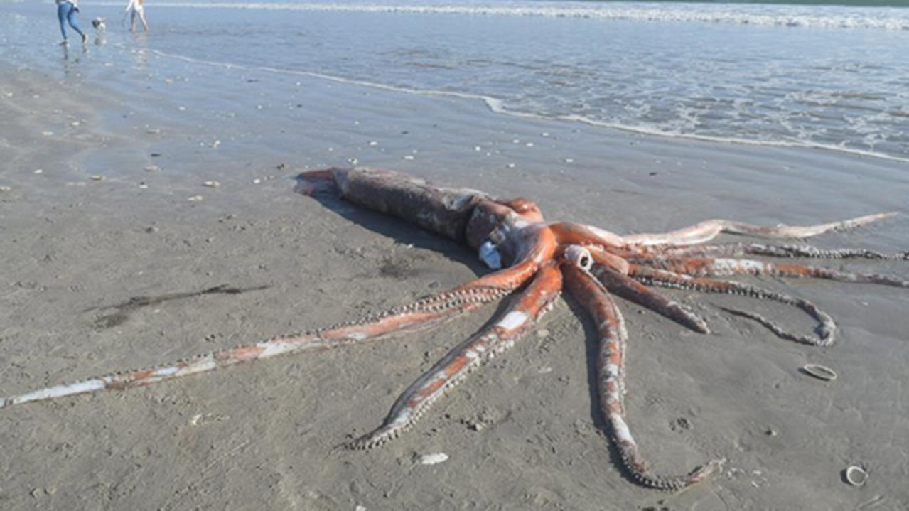 In this TikTok we catch a giant squid from Somerton Beach in Adelaide