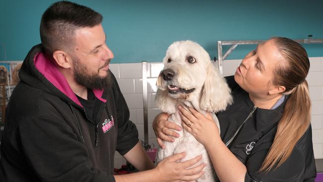 Owners, Meagan Rachwal and Daniel Minchin with Bruce. Picture: Dean Martin