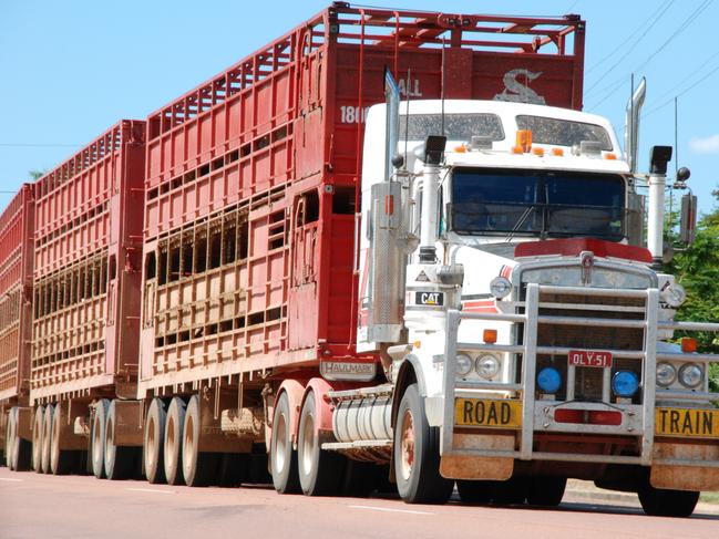 Cattle have been moved to Queensland in an attempt to save the NT beef industry. Picture: TRUDY BROWN