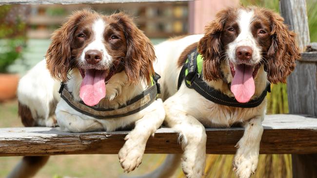 Urban Utilities water leak detection dogs Danny and Halo. These furry friends are on the front line in preventing bursts, as drying earth causes pipes to shift. Picture: Lachie Millard