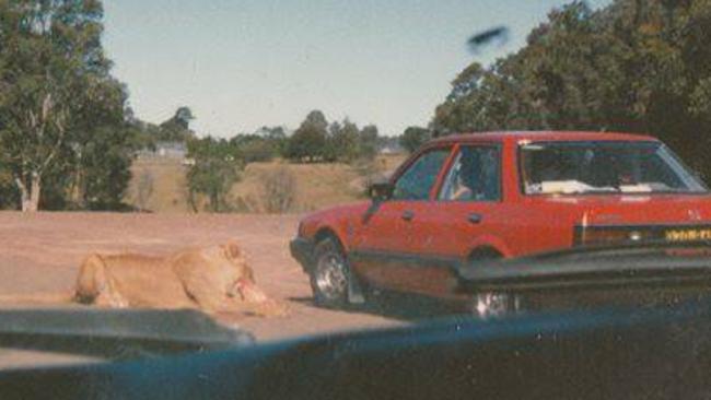 A lion lunches at Warragamba’s African Lion Safari Park. Picture: Facebook.