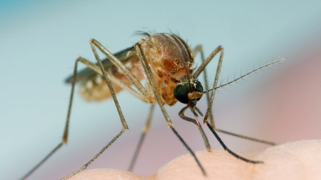 High numbers of mosquitoes have been seen in many Gold Coast suburbs in recent weeks.