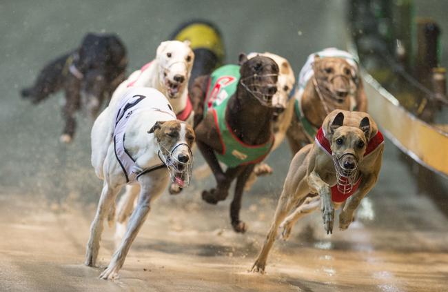 Greyhounds racing at Wentworth Park where there have been five deaths and 159 injuries this year.