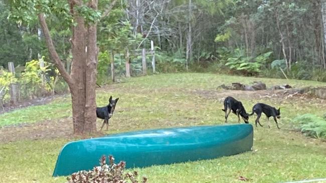 Wild dogs in the back yard of another resident.