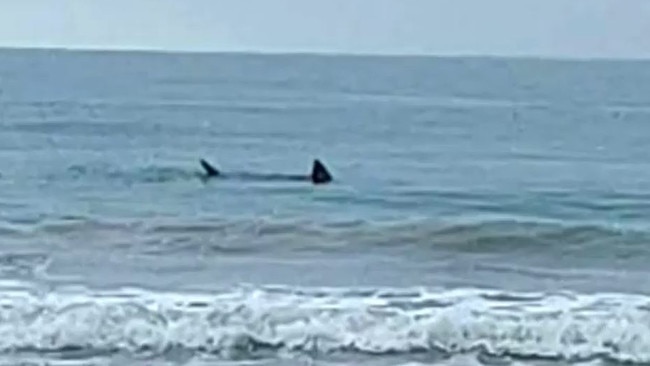 Multiple shark sightings and a spate of attacks have hit South Australia in the past few months. Picture: Nine News