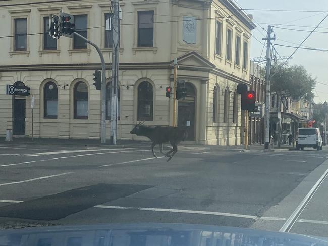 A deer has been spotted roaming the streets of Fitzroy while the rest of Greater Melbourne remain in lockdown. Picture: Twitter via @AussieAusborne