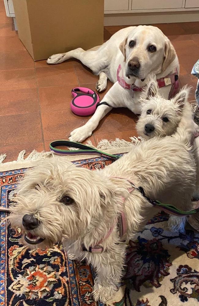 Christopher Pyne’s dogs Mathilda, Scout and Daphne.