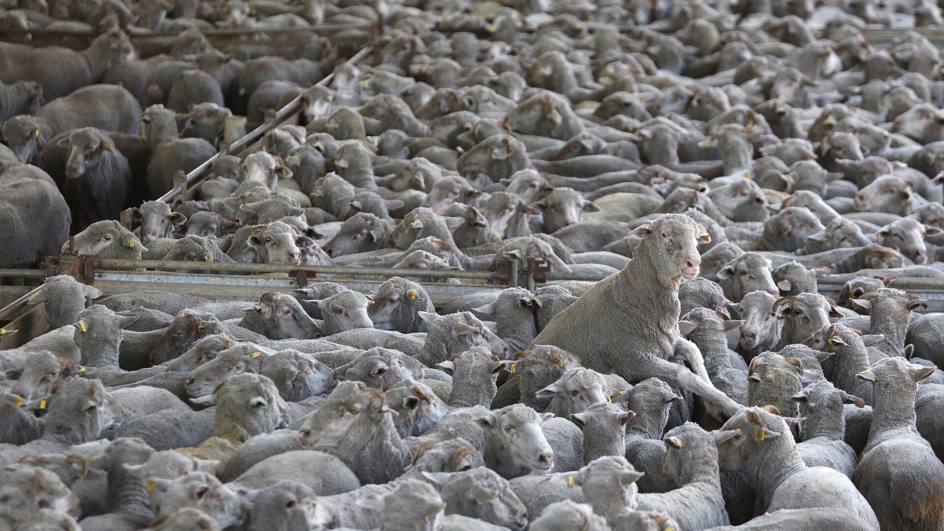 Farmers and truckers protest live export ban