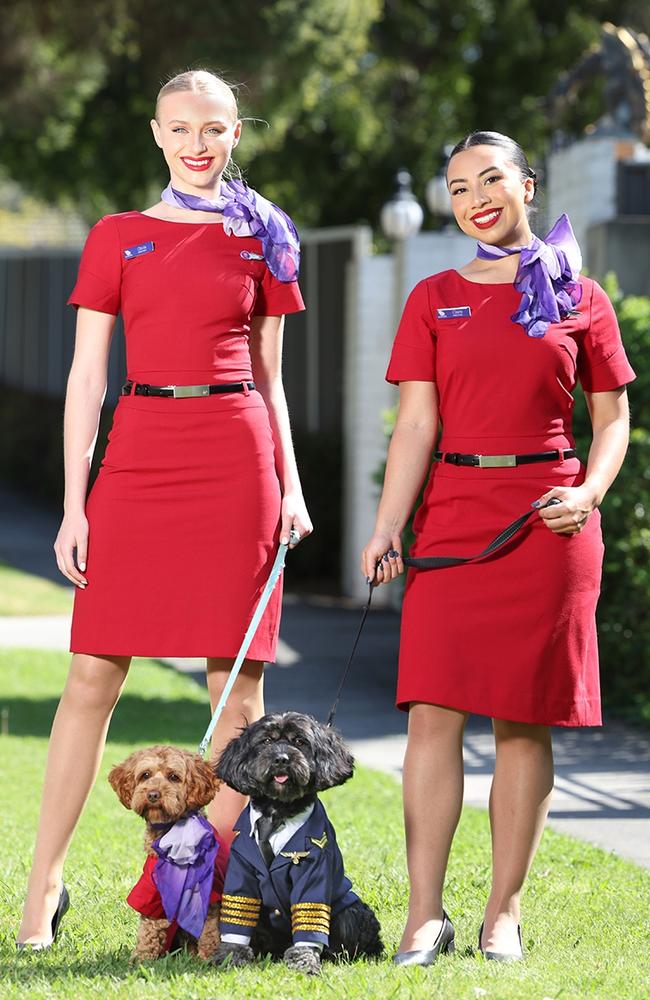 Virgin Australia hopes to soon operate flights with pets. Picture: Alex Coppel