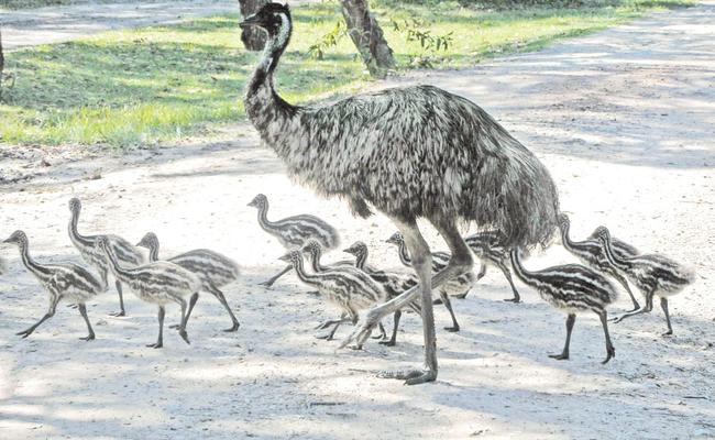 ON THE ROAD: An adult male emu crosses the road with his 13 chicks. One of the main threats facing emus is being run over. Emu numbers on the North Coast have collapsed in recent years. Picture: Gina Hart