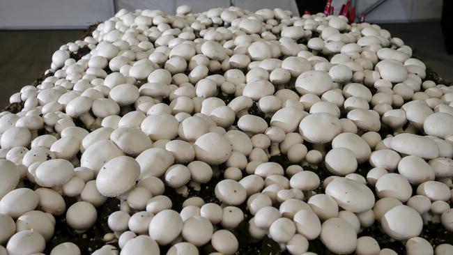 Mushroom master class. Costa Mushrooms will be conducting a fun day for staff celebrating Mushrooms at the largest Mushroom farm in the southern hemisphere, in Mernda.  Celebrity chef Miguel Maestre cooking a paella. Picture: Valeriu Campan