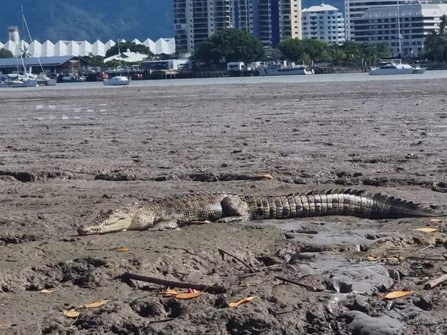 ‘Tame one’: Close encounter with croc near city