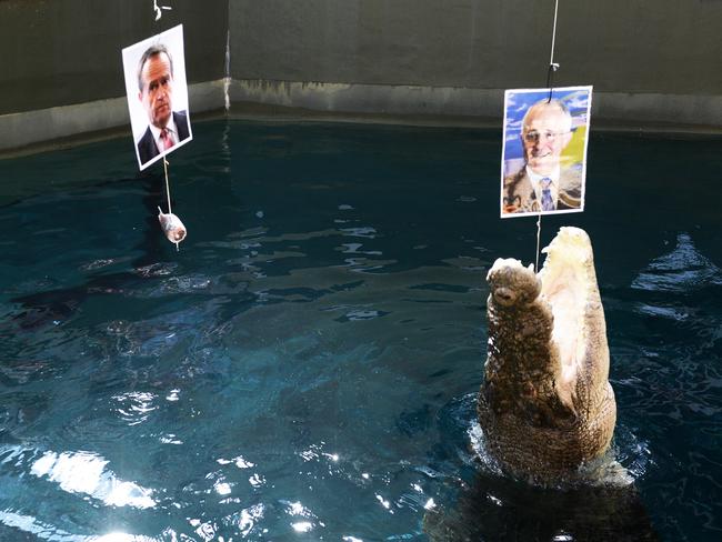 Burt has became famous in the NT for his psychic skills. Neither footy players nor political leaders are safe from this croc’s predictions. Here he is, correctly picking Malcolm Turnbull to be Australia’s next Prime Minister in 2016. Picture: Ivan Rachman