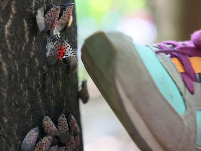 NEW YORK, NEW YORK - SEPTEMBER 26: A student with the after-school outdoor education class Nature Nerds kills spotted lanternflies at Inwood Hill Park on September 26, 2022 in New York City. Spotted lanternflies, an insect native to Southeast Asia that scientists say arrived in the U.S. seven years ago and in New York City in 2020, feed on the sap of more than 70 plant species, leaving them susceptible to disease and destruction from other pests.   Michael M. Santiago/Getty Images/AFP