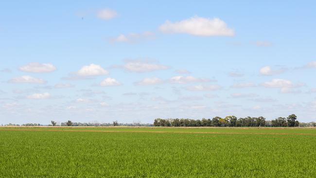 Rice producers learn of solid financial results. Photo: Emma Jane