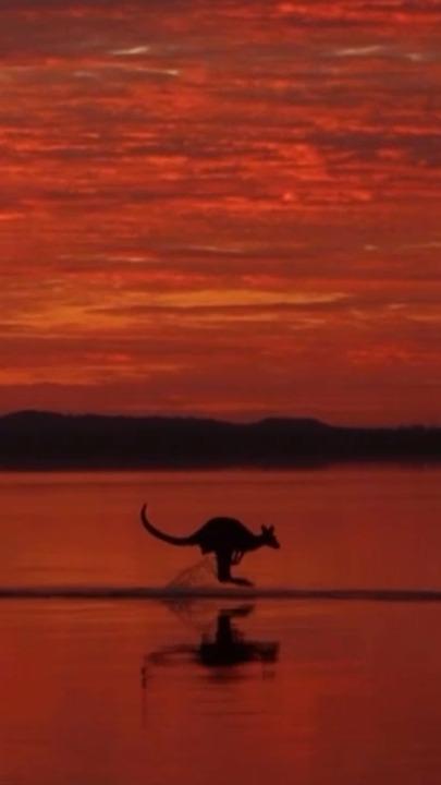 Mob of kangaroos bound across the water during majestic sunrise