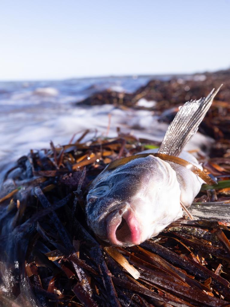 Dead sea life from algal blooms at Foul Bay, Yorke Peninsula. Picture: Stefan Andrews courtesy Great Southern Reef Foundation