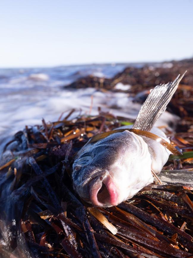 Dead sea life from algal blooms at Foul Bay, Yorke Peninsula. Picture: Stefan Andrews courtesy Great Southern Reef Foundation