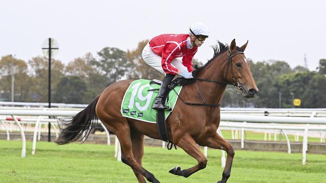 Queen Of A Hand, pictured at Warwick Farm when trained by John O'Shea and Tom Charlton, has proven a canny purchase for Glen Milligan. Picture: Bradley Photos