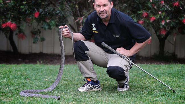 Snake catcher Sean Cade with an eastern brown snake. Picture: Carmela Roche