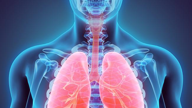 3D illustration of Lungs - Part of Human Organic.