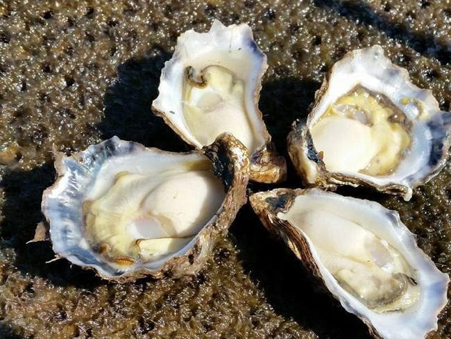 Paul says black market oysters, and the health risks this trade can have, puts the industry in a negative light. He claims the crime can damage the reputation local farmers have worked hard to build. Picture: Port Oyster Company