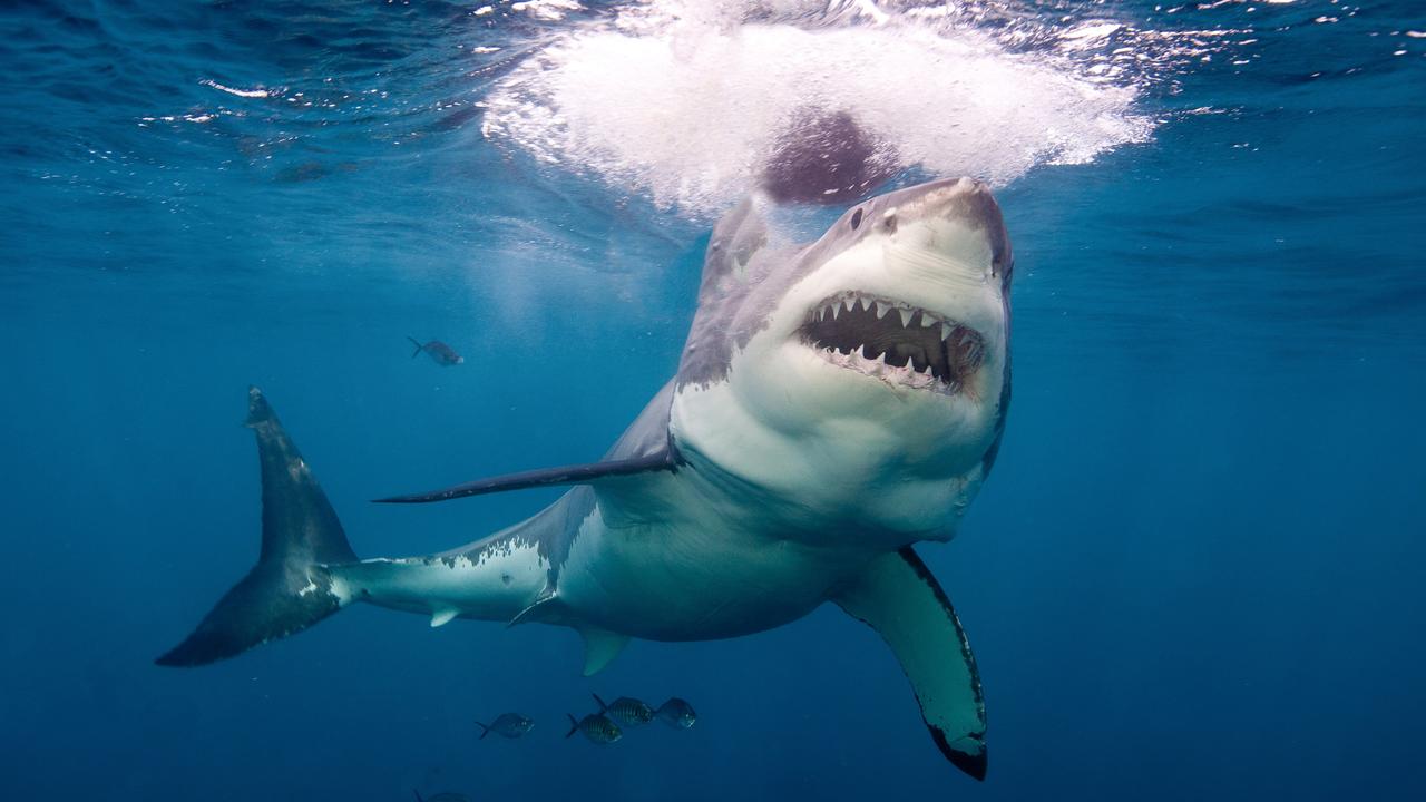 A Great White Shark has been spotted at Maslin Beach.