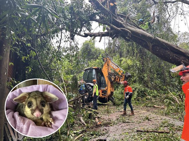 SES crews were called to help Batreach Kuranda wildlife sanctuary after it was damaged during Cyclone Jasper. All animals - including 13 gliders, two possums and 32 flying foxes - are all safe and secure. Picture: Supplied