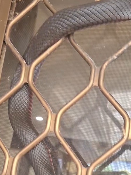 Snake Catchers Adelaide took to social media to share the discovery, suggesting the snake was probably searching for water. Picture: Snake Catchers Adelaide/Facebook