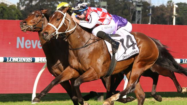 Waterford winning a Benchmark 78 at Rosehill on August 27. 2022. Picture: Grant Guy