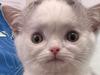 Kitten’s death sentence criticised by rescue group, council hits back