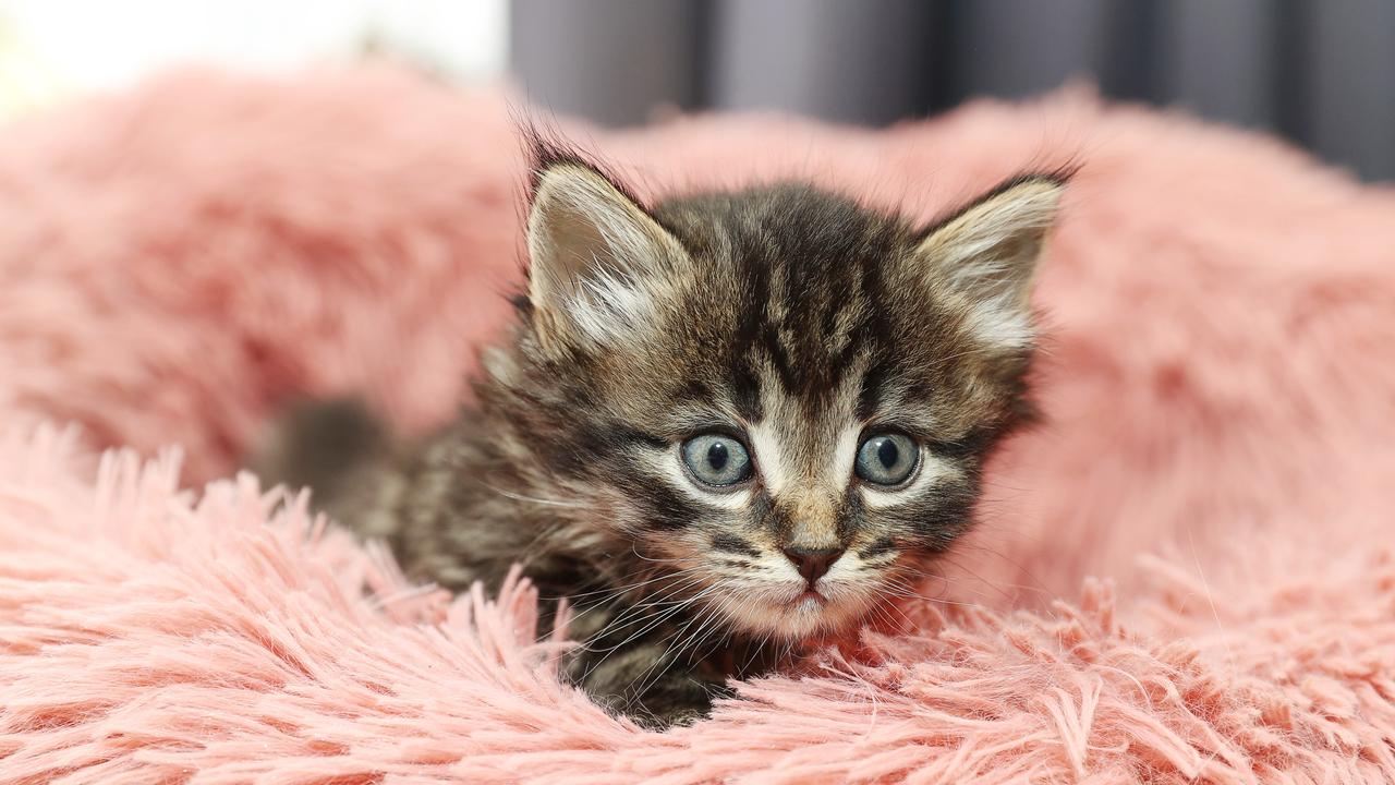 Stormy the kitten was saved from a drain in Armstrong Creek on November 28 by CFA crews. Picture: Alan Barber