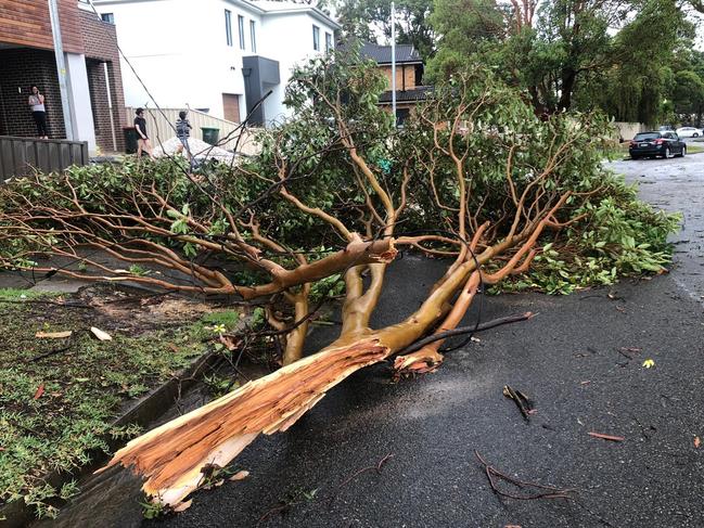 The hailstorm hit Miranda on Monday bringing town trees and powerlines. Picture: Kristie Stubbs