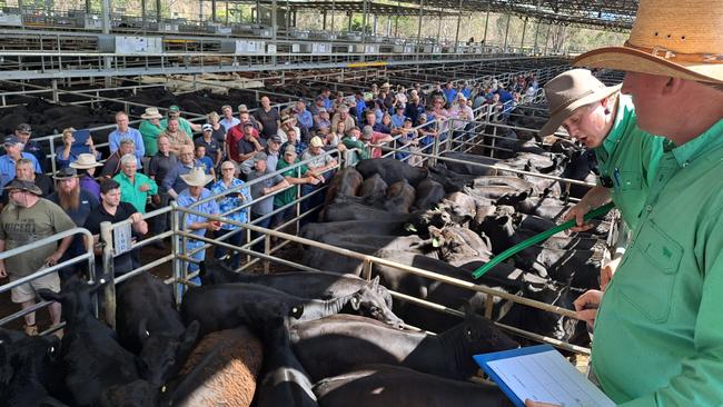 Young cattle prices have risen significantly in the past month.