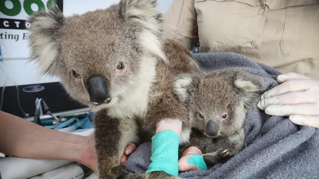 Nurse Ellen Richmond and Dr Meg Curnick from Zoos Victoria, with Tippy the koala. Picture: Alex Coppel