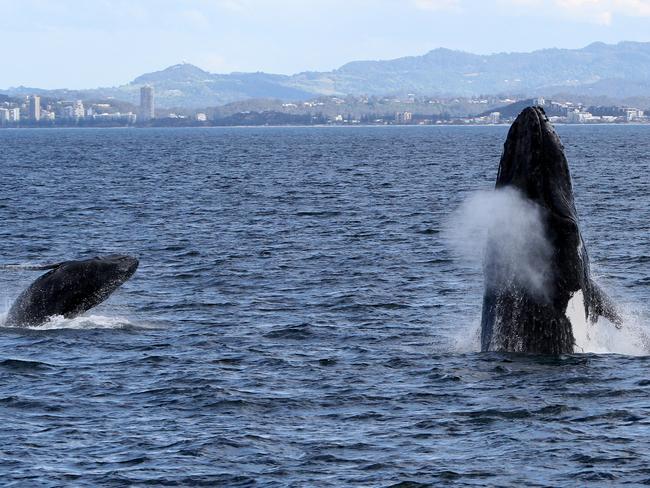 Whales frolicking off the Gold Coast. Photo: Emmy Rose Curtis/ Sea Pix Photographics