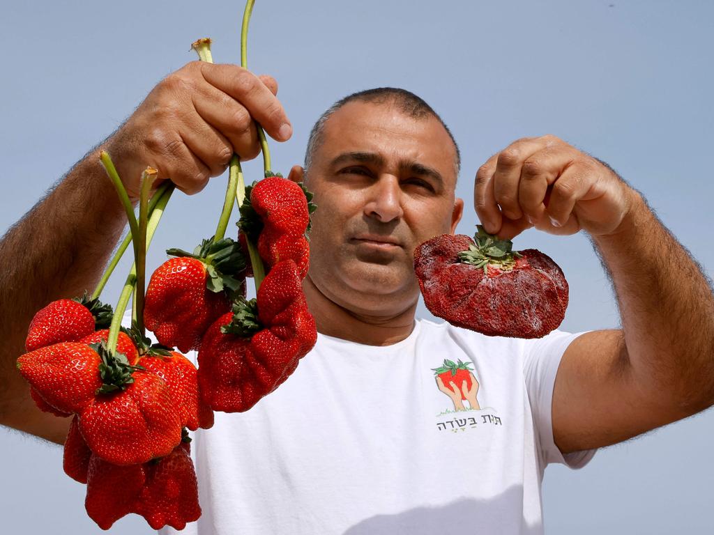 Bumper berries are common with the Ilan strain of strawberry. Picture: AFP