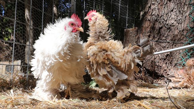 Chickens at new venture The Barn, on a rustic Mudgeeraba wedding venue site. Picture: Glenn Hampson.