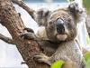 First wildlife hospital approved for Central Queensland