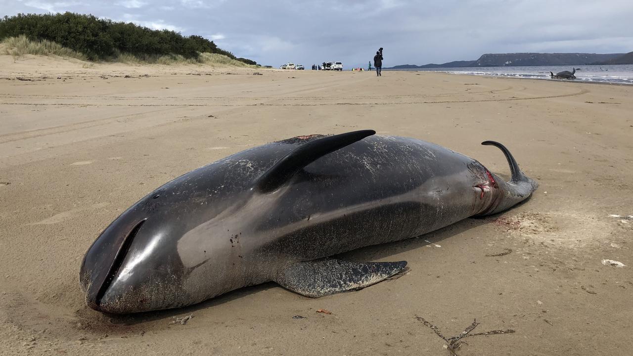 Pilot whale stranding Tasmania: 88 whales rescued as hopes for more ...