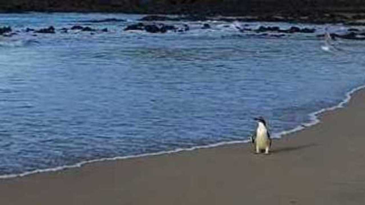 Lost Penguin Who Swam 1,500 Miles Is Released After R&R