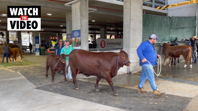 Cows arrive at stables for the Ekka