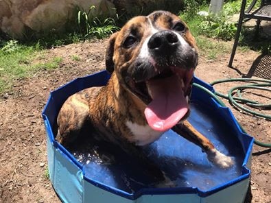 This is Knox, he has just turned one recently and is an English x American Staffy. He loves getting the zoomies and laying in his own personal pool afterwards! Submitted by Bonnie Wilburn.