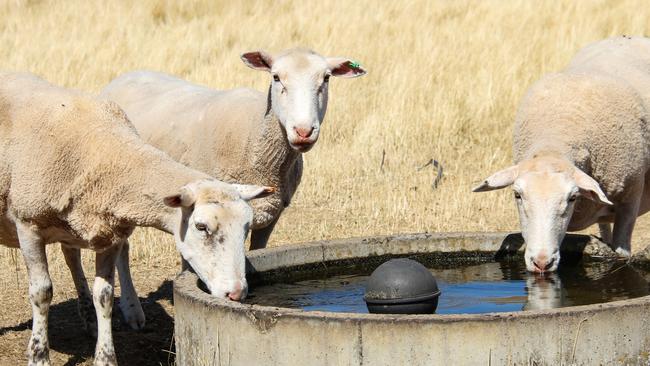 Sheep enjoying a drink in the hot weather at Hamilton, in Tasmania's Derwent Valley. Picture: Linda Smith