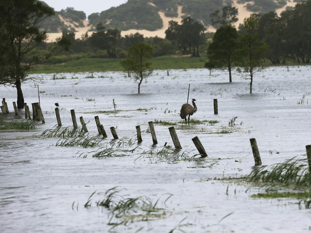 An emu is stranded in a flooded paddock near Williamtown near Williamtown, NSW. Picture: NCA NewsWire / Peter Lorimer.