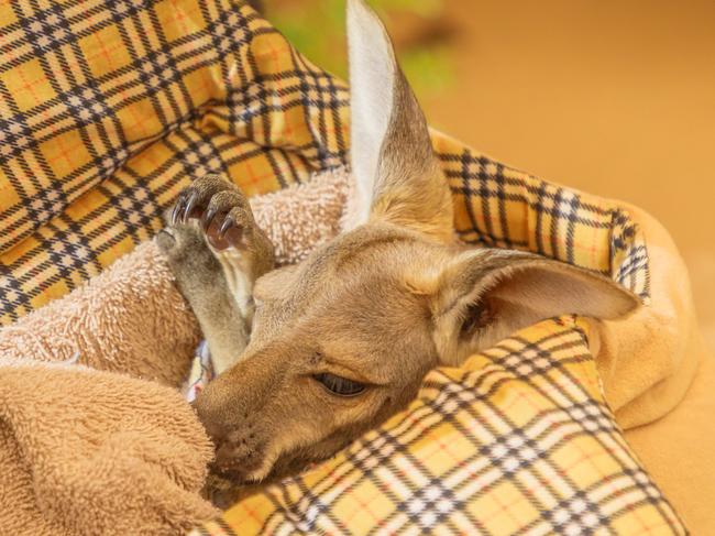 Close up of orphaned kangaroo joey of Australia.