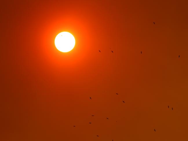 Flocks of birds fly out of the Candelo area under a smoke haze from the Big Jack Mountain. Picture: Toby Zerna