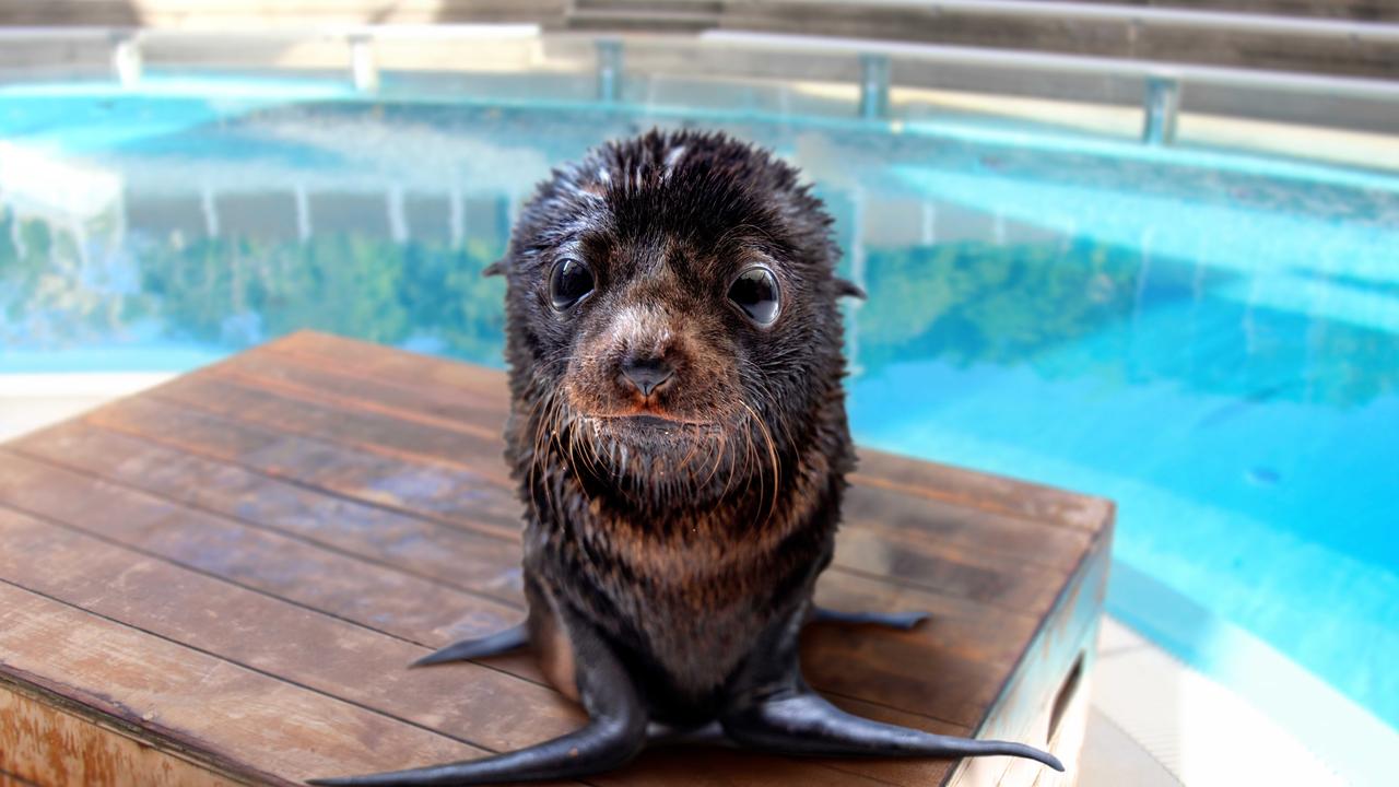 . One-year-old fur seal pup Kobe is loving the limelight. Picture: Taronga Zoo/supplied