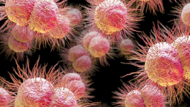 Gonorrhoea bacteria, close-up virus.
