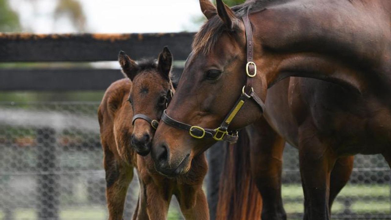 Insane price of star racehorse Winx’s foal